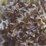 JT Kräuter Isländisches Moos.jpg